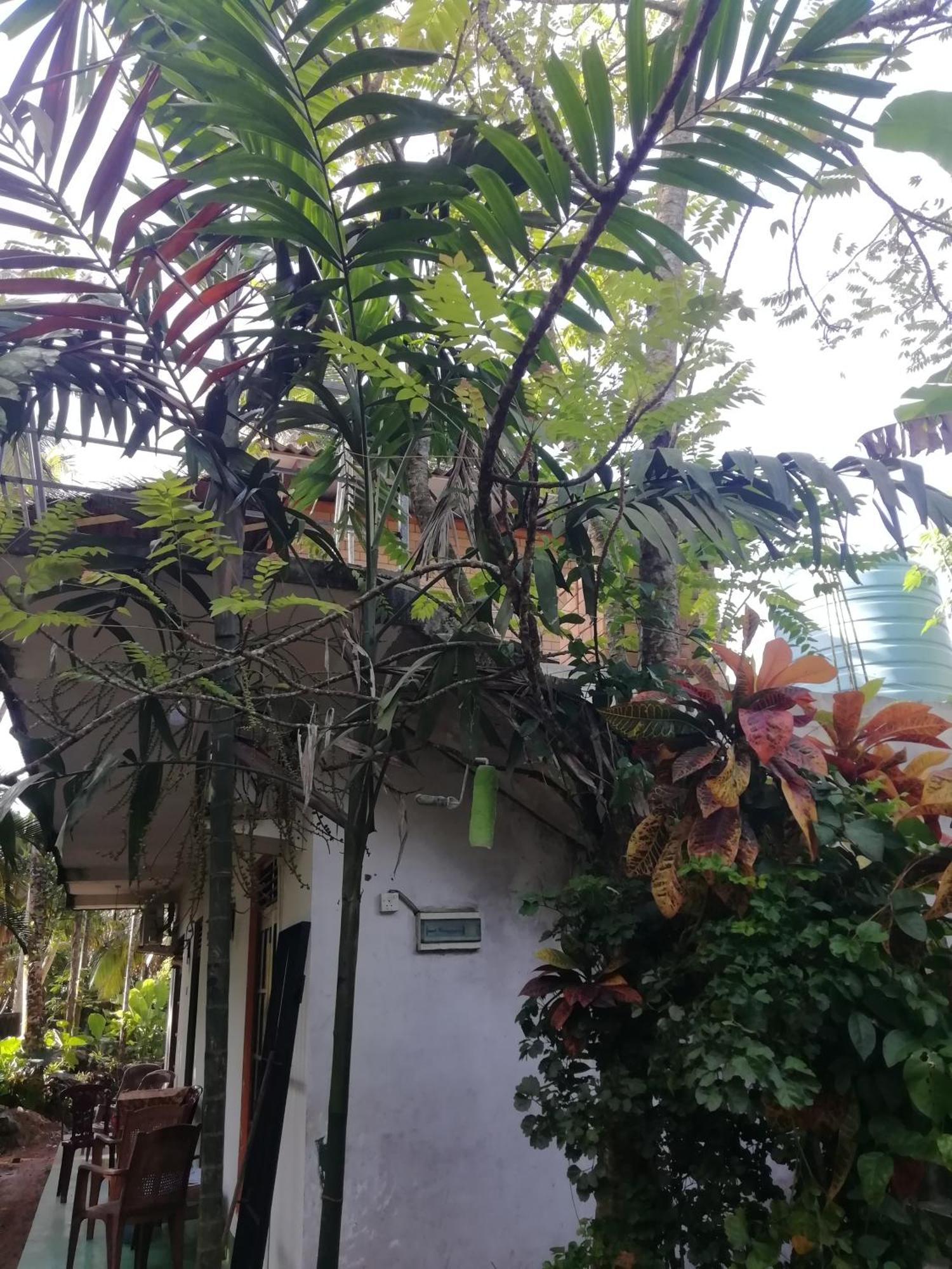 Jungle Guest ,Mirissa Hotel Ngoại thất bức ảnh